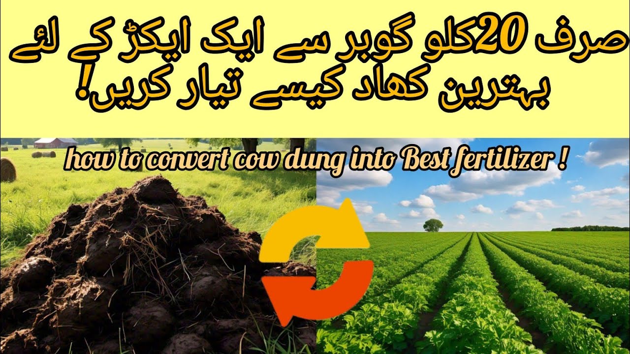 کیسے 20 کلو گوبر سے ایک ایکڑ کےلیے کھاد بنائیں !How to Convert Cow Dung into Best Fertilizer