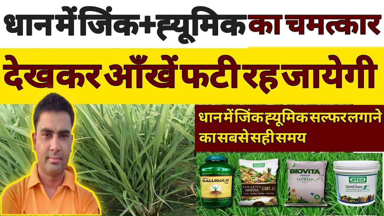धान में जिंक+ह्यूमिक के चमत्कार|| application of zinc & humic acid in paddy crop|| paddy 1121 ||