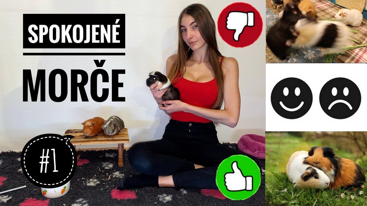 CO DĚLAT, KDYŽ SE VAŠE MORČATA NESNÁŠÍ/SPRÁVNÝ CHOV MORČAT