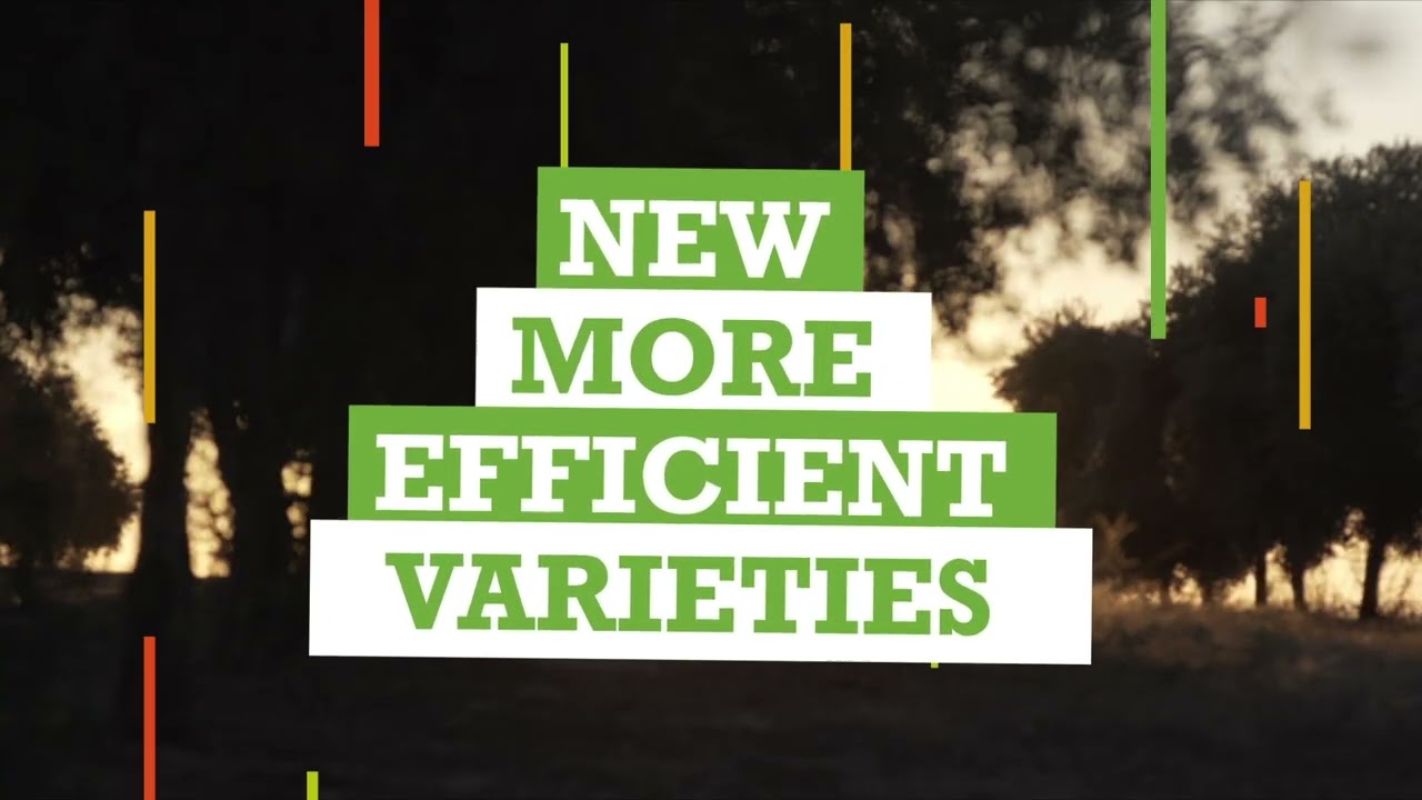 The olive orchard in hedgerows as a transformative lever for the worldwide olive sector