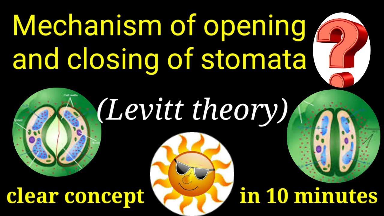 Opening and closing of stomata.Levitt theory, proton transfer theory