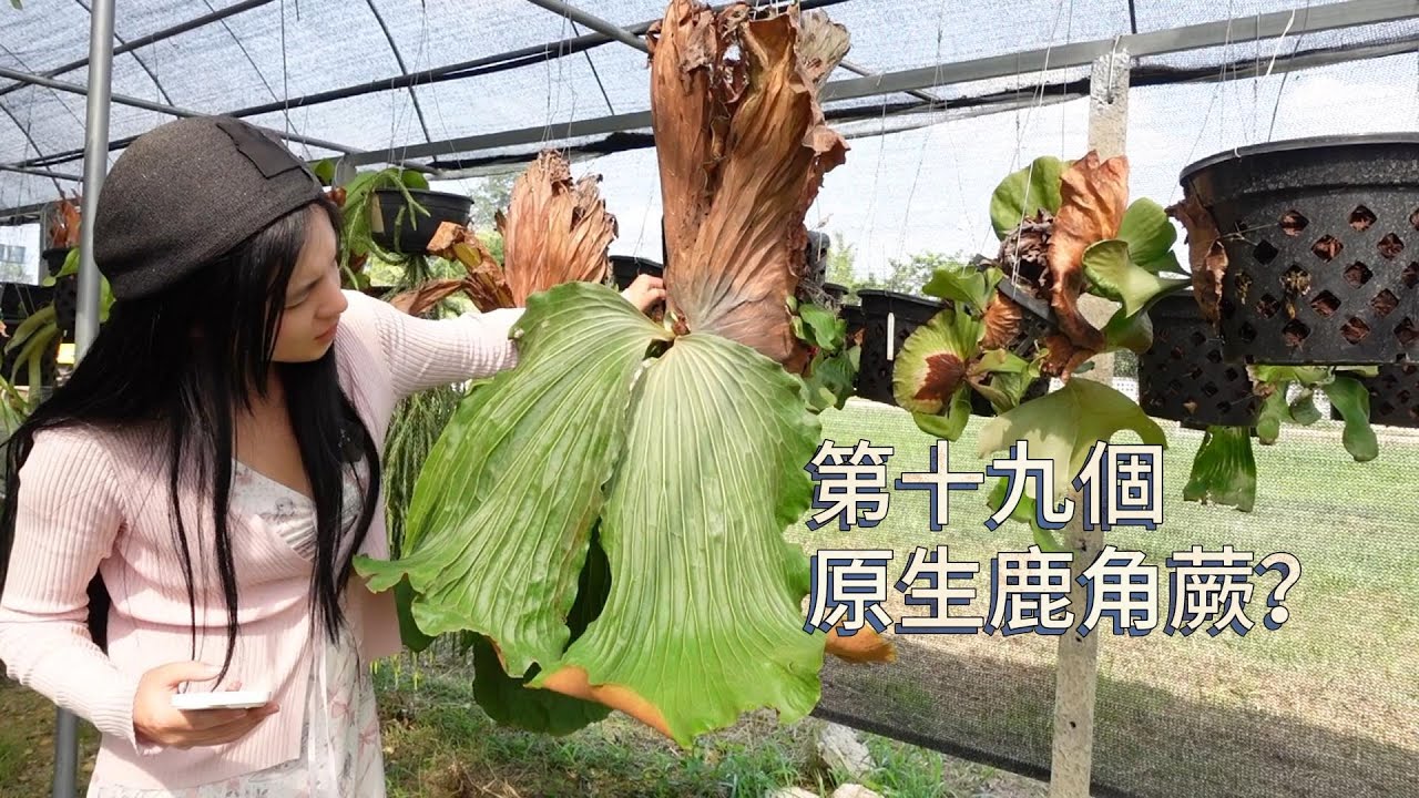 世界上会不会有第十九个原生鹿角蕨？听说有啊。是真的吗？