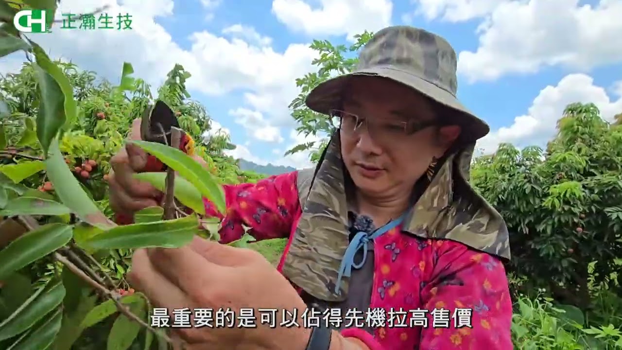 果樹作物應用: 荔枝 完整
