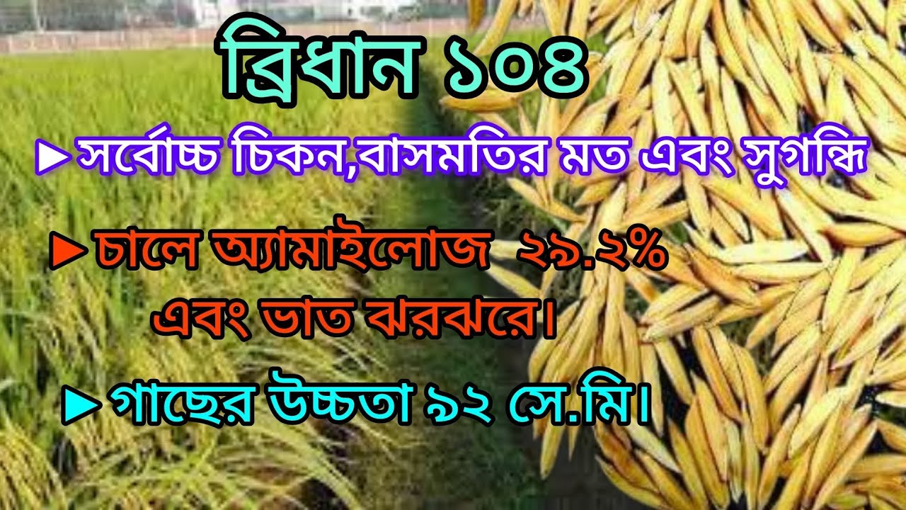 ব্রিধান ১০৪, বোরোর সর্বাধুনিক জাত।