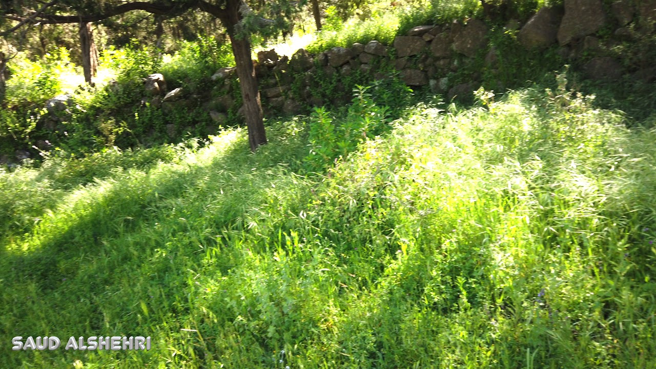 النماص في فصل الربيع