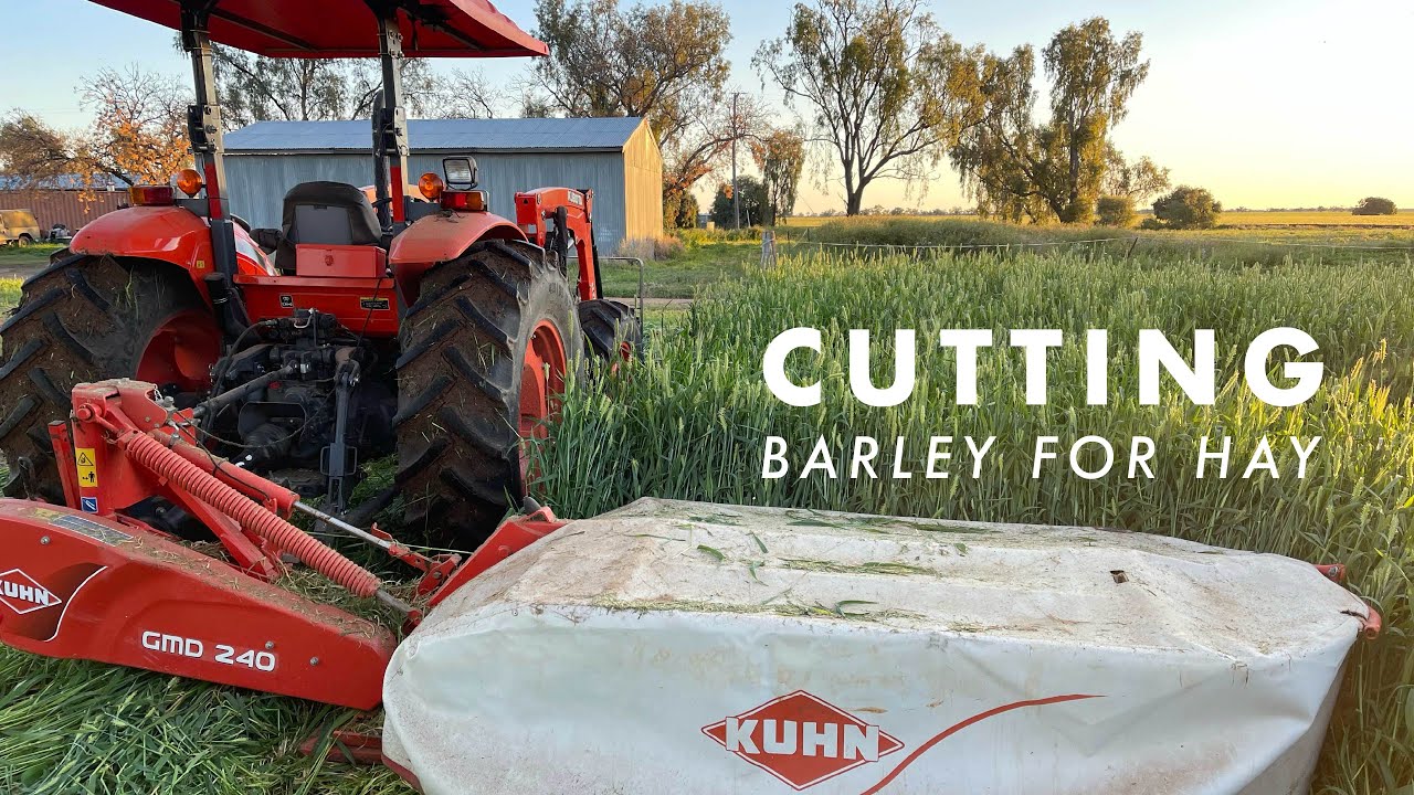 Cutting Moby Barley for Hay with a Kubota and Kuhn in Moree NSW Australia