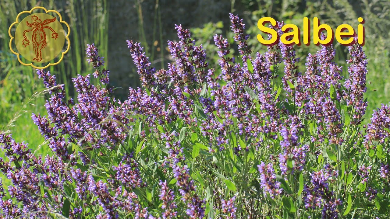 Heilpflanze: Salbei