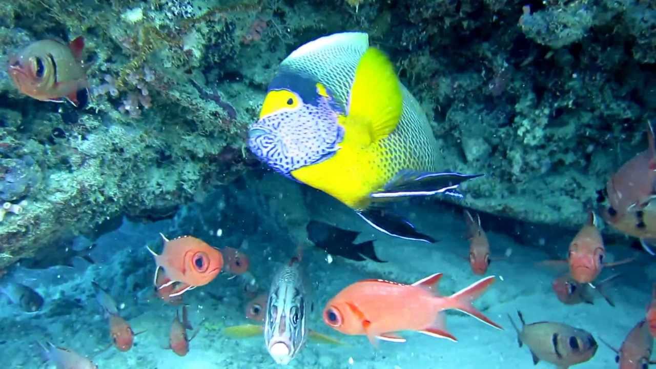 Blue face Angel fish