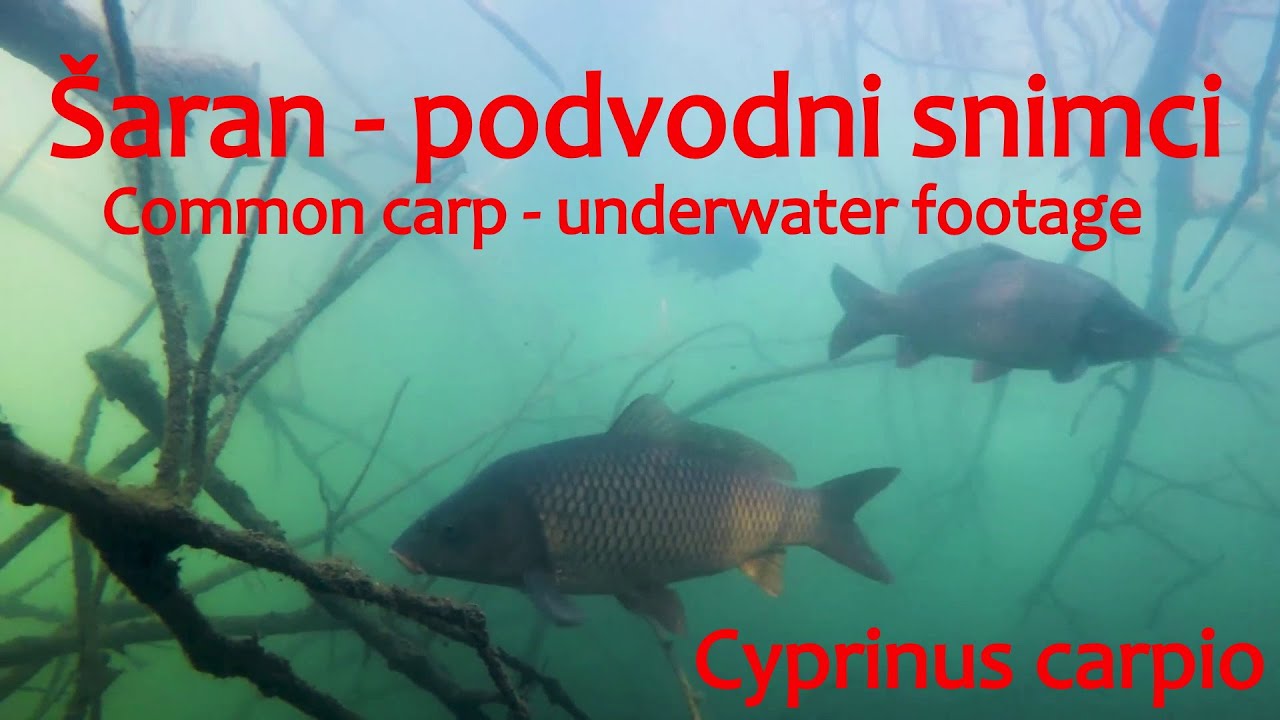 Šaran - podvodni snimci