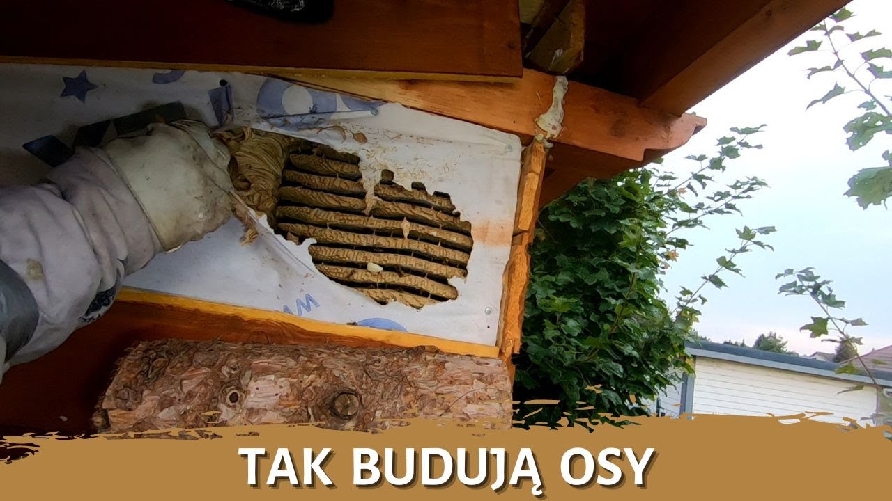 Tak budują osy - usuwanie gniazda os - całkowita likwidacja - gniazdo os - szerszenie