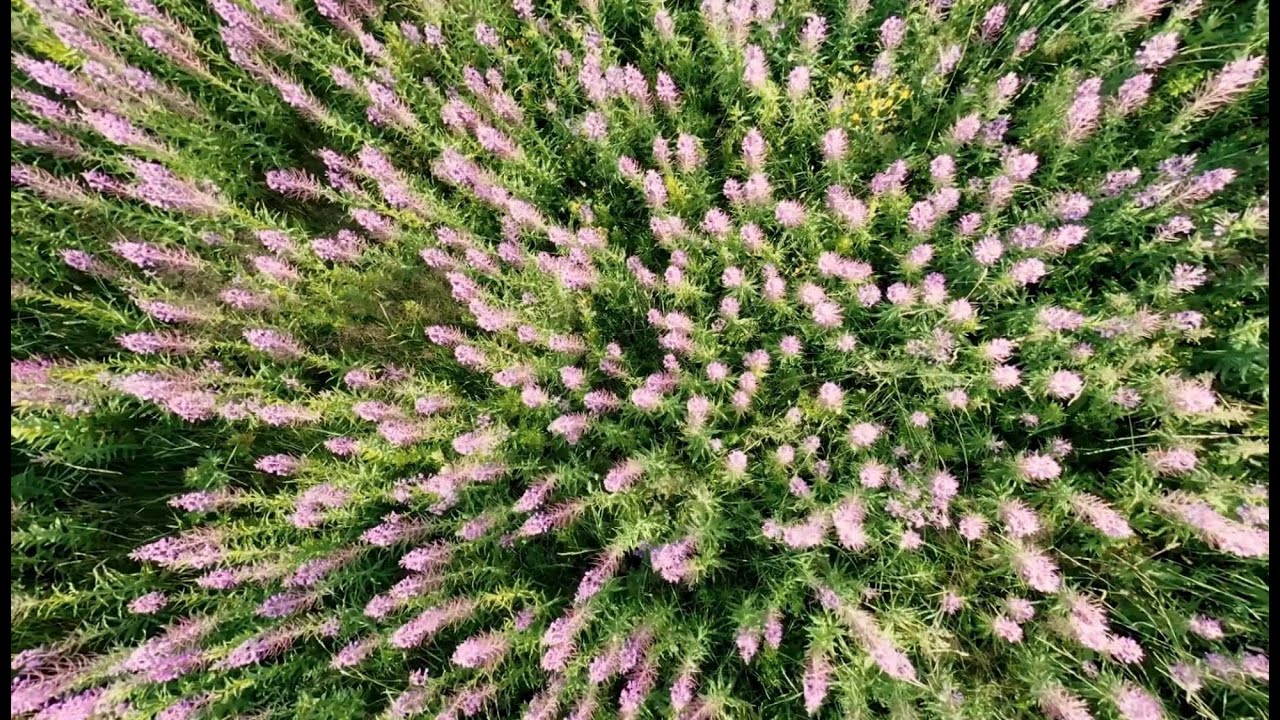 Torngat Mountains Song - Jacinda Beals Band