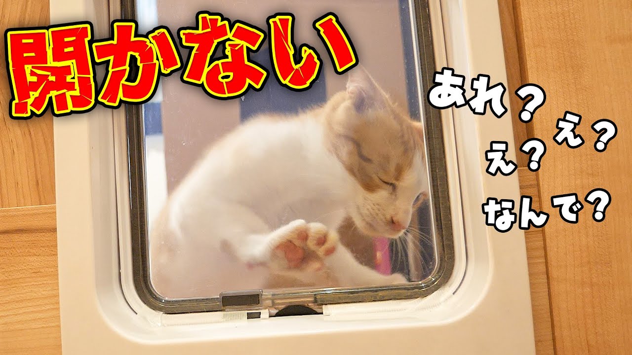 【初ドッキリ】せっかく通れるようになった猫ドアが開かなくなって大焦りする子猫が可愛すぎました。それを見た先輩猫たちが取った行動も優しすぎました…