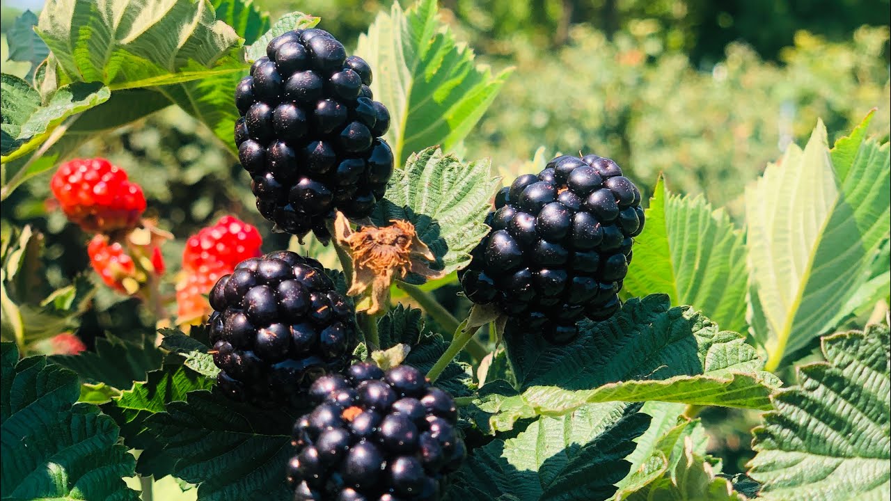 Обновление Ponca & Prime Ark Freedom Thornless Blackberry за апрель 2023 г.