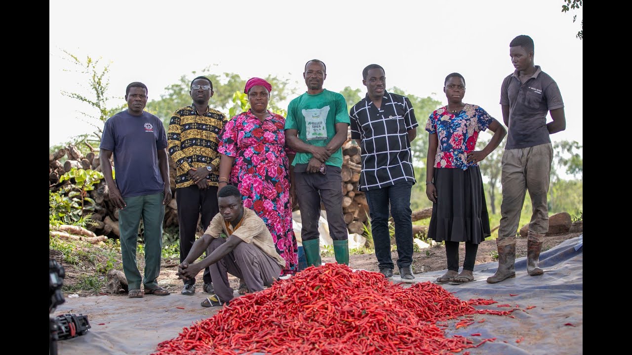 RED GOLD   The forgotten farmers of Foso