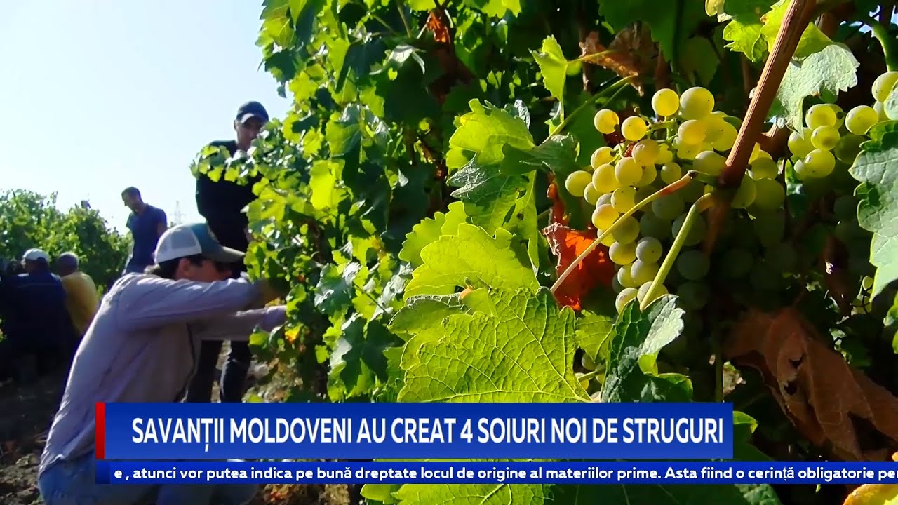 SAVANȚII MOLDOVENI AU CREAT 4 SOIURI NOI DE STRUGURI