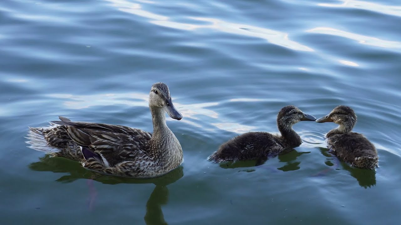 1 HOUR Peaceful Ducks on the Water Soothing Piano Music | Nature Background Video