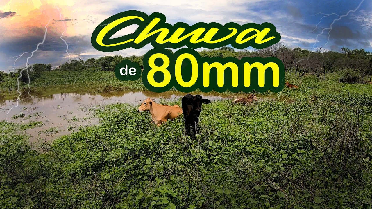 Chuva de 80mm deixa os açudes com bastante água! 15/02/2026