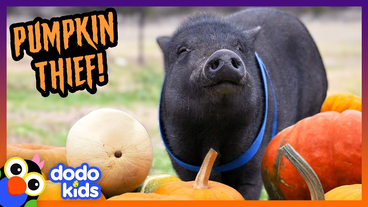 This Pig Is A Halloween Pumpkin Thief! | Dodo Kids | Happy Halloween
