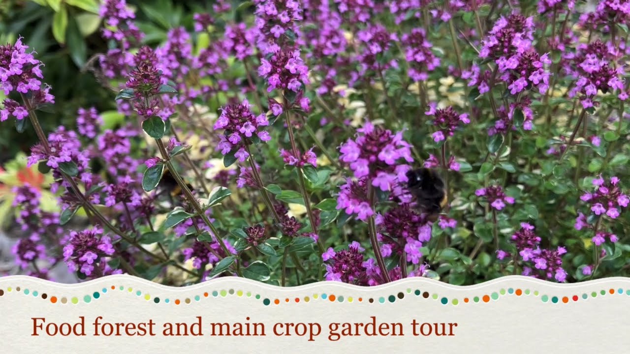 Permaculture food forest and main crop garden tour July  2023