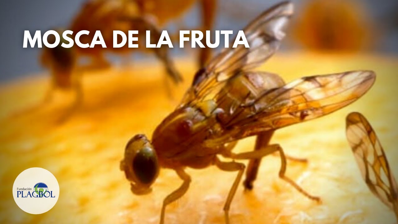 MANEJO INTEGRADO DE LA MOSCA DE LA FRUTA
