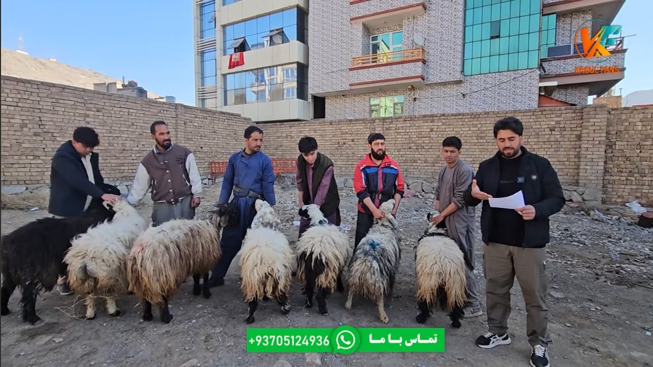توزیع گوشت گوسفند برای هموطنان ما😇