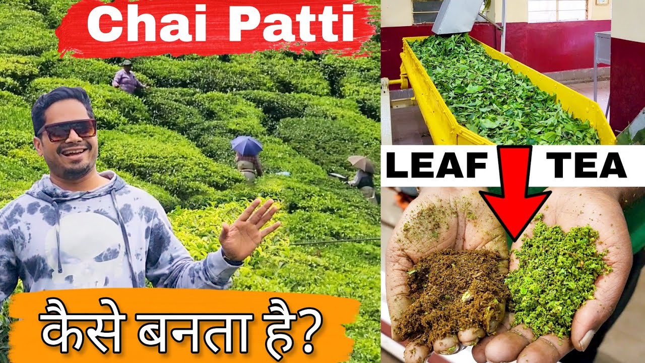 Chai Patti Kaise Banta hai? Tea Factory | Munnar To Thekkady via Taxi