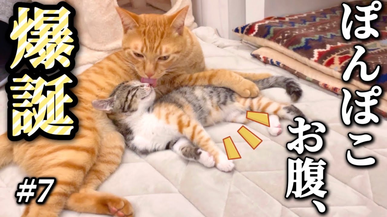 「すずめ、1キロになりました。」たくさん食べて、たくさん遊んで、家族になっていく〜コハク8号とすずめの日々【#7】