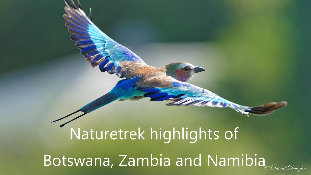 Naturetrek HIghlights of Botswana, Zambia and Namibia 2024