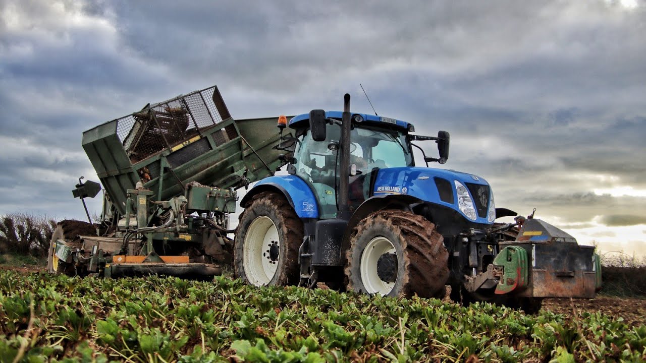 fodder beet harvest 25