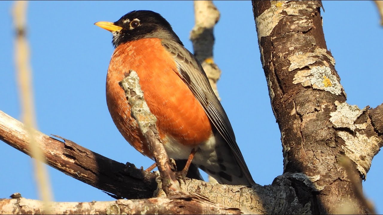Merle d'Amérique chant / American Robin song