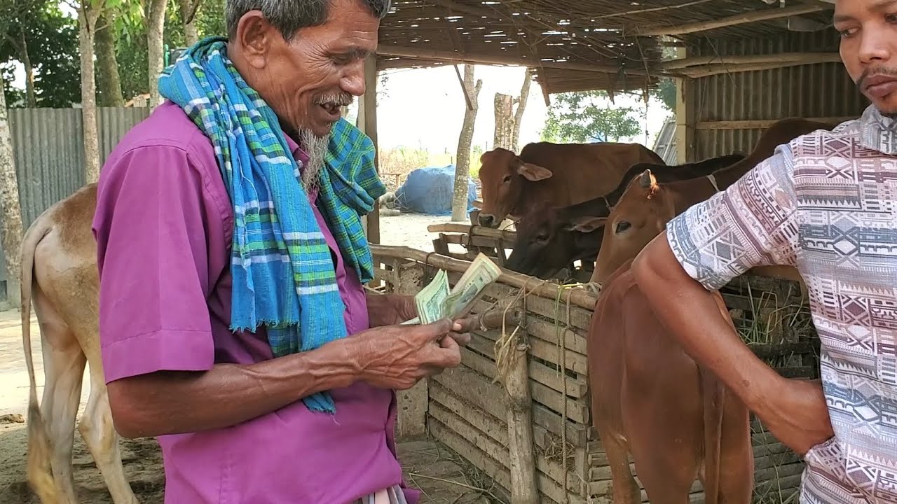 চরে গিয়ে দুইটি ভেড়া  কত দিয়ে কিনে আনলাম তাই আপনাদের সাথে ভিডিওটি শেয়ার করলাম 