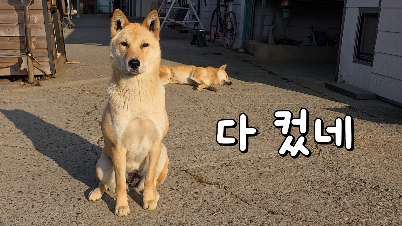 이제 혼자 집을 지킵니다