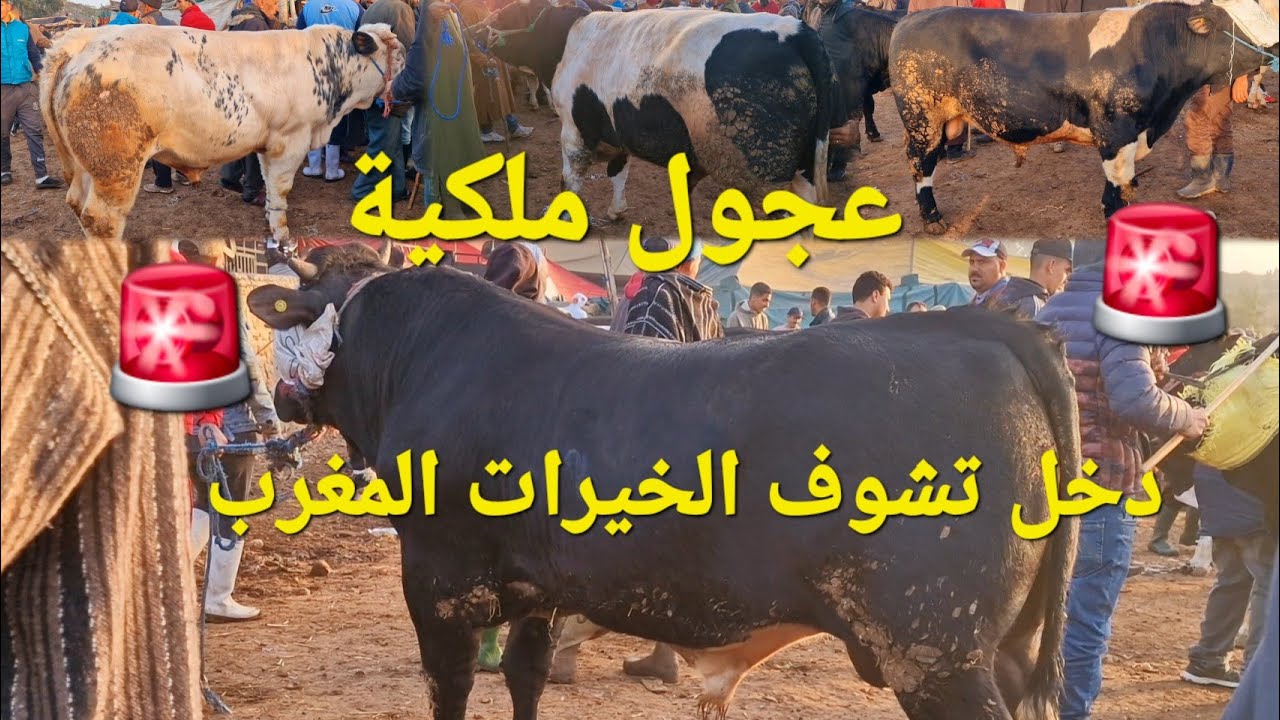 🚨شوف على سوق اليوم🚨 خيرات موجودة تبارك الله بسوق الخميس سلا 🇲🇦 بتاريخ 2024/11/28 #اكسبلور #explore