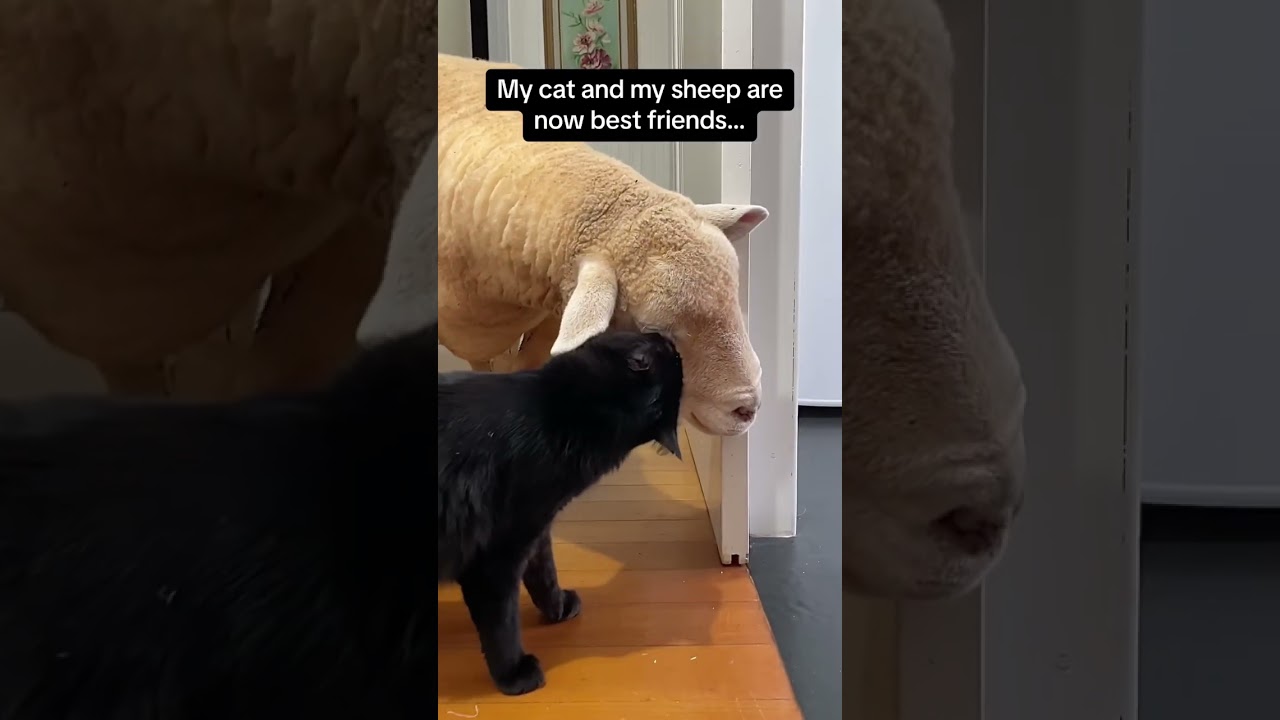 Cat Vs Sheep🐑#cat #funny