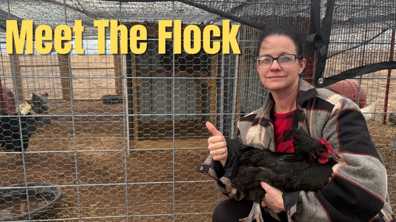 Meet Our Homestead Flock...and Surprise Baby Chicks
