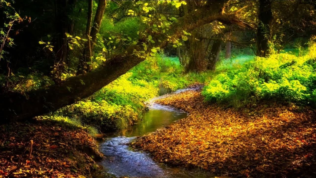 Babbling Forest Brook 🌿 Gentle Stream Sounds for Relaxation, Sleep & Focus