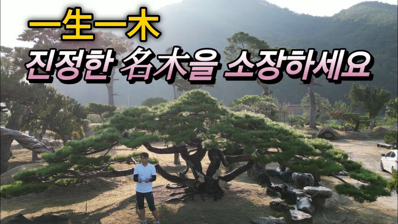 762번 #소나무 {{{판매중}}} 대한민국  특수목에서도 손가락  안에 들어가는 名木을 소장하세요/ 판매가격은 더보기란 참조