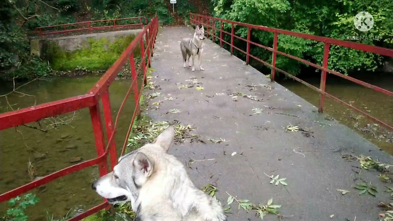 Wolfdog/Chien-loup de Saarloos/Loussia & Laïka (5)
