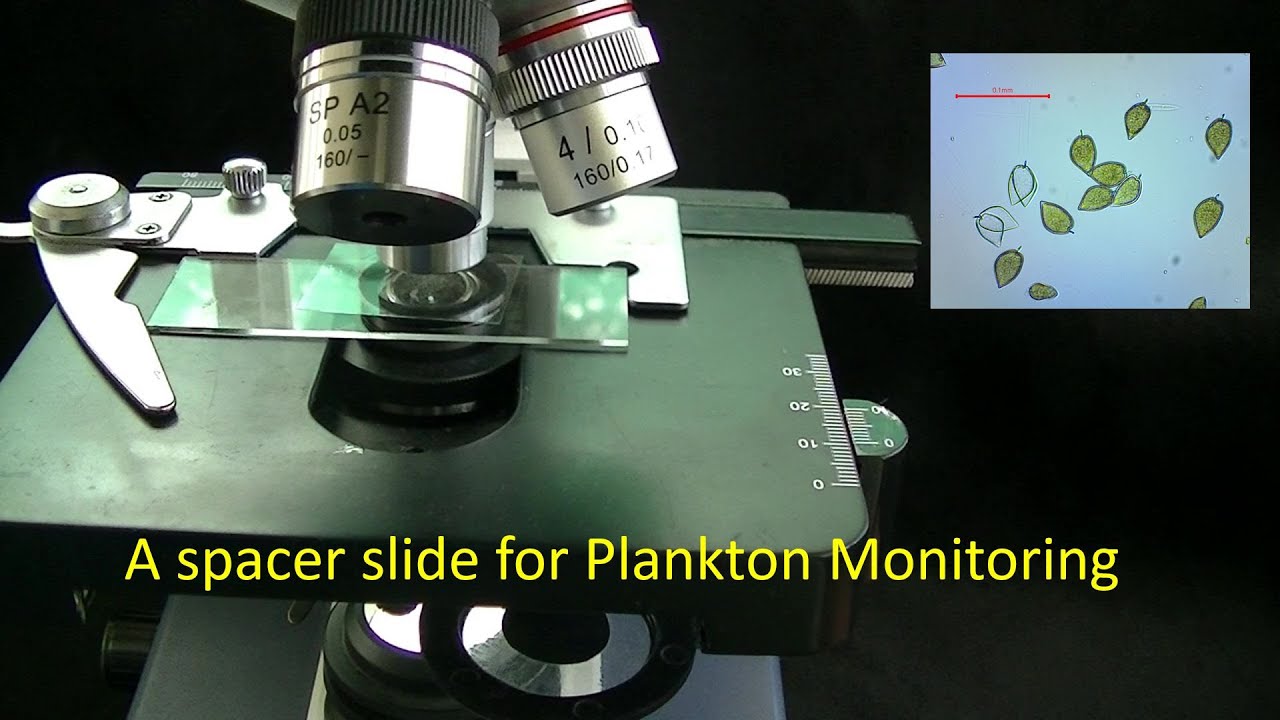 Microscope slide chamber for plankton