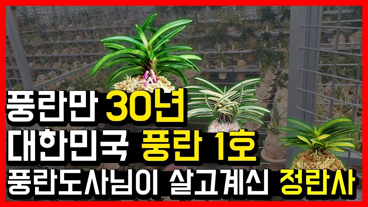 [1부] 대한민국 풍란 1호. 풍란만 30년. 풍란도사님이 살고계신 정란사! /orchid/ Frenzy/風蘭/富貴と