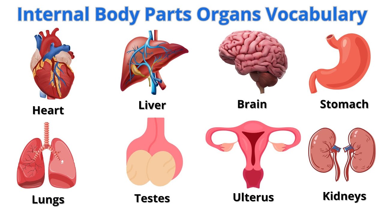40 Basic Parts Of Body || Daily use English || Listen And Practice|| Internal Body Parts