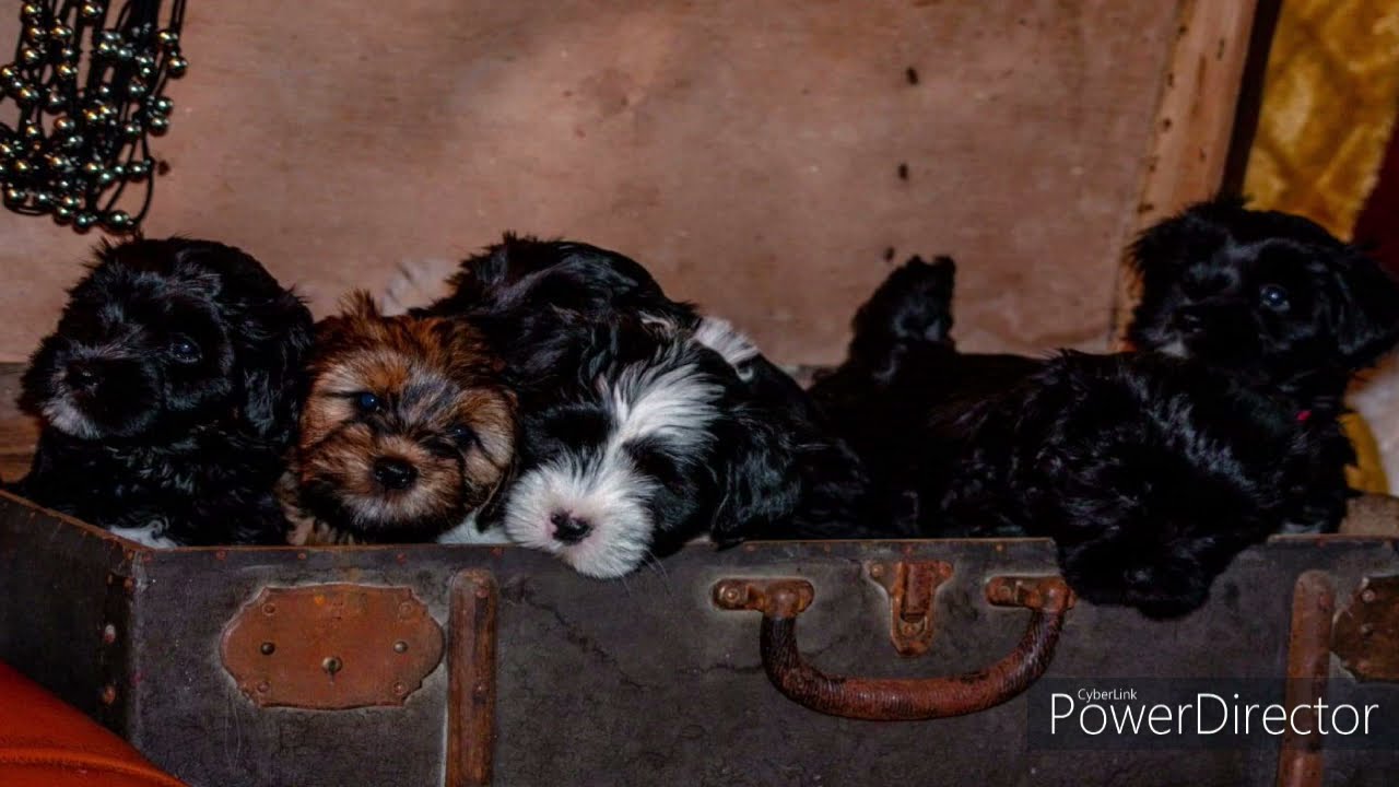 Tibetan Terrier - first year of life
