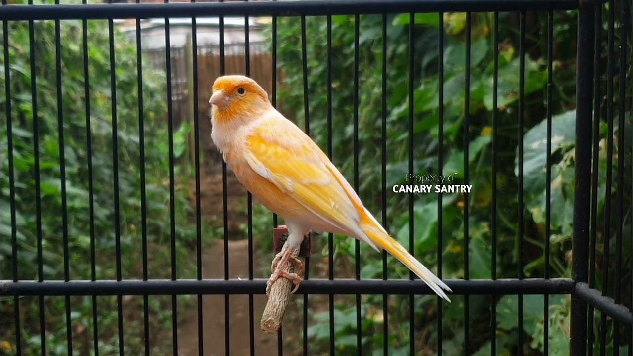Самая МОЩНАЯ песня CANARY для ОБУЧЕНИЯ детеныша канарейки ❗❗