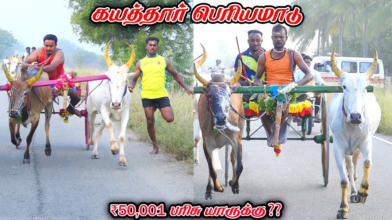 6கயத்தார்-பெரியமாடு-பந்தயம்_28.02.2026_V_Photography