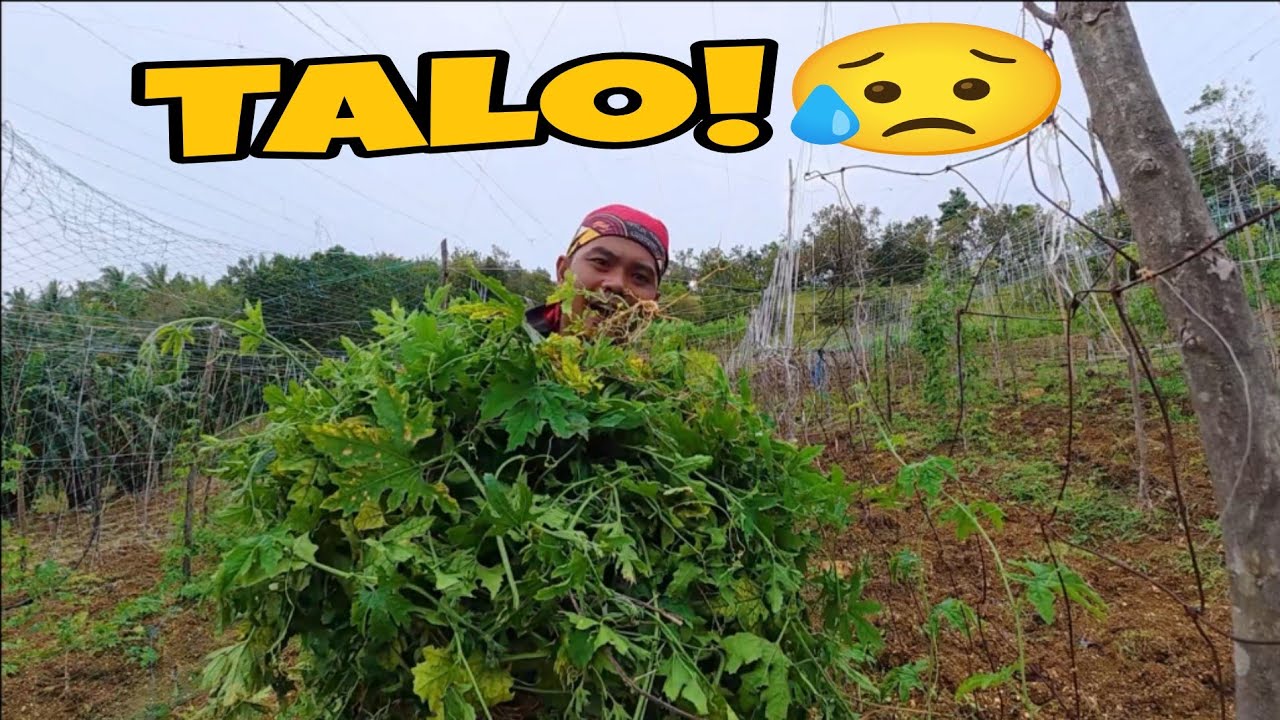 BINUNOT KUNA!😥@johnriot1814 @JaperSniperOfficial@burdzjason 