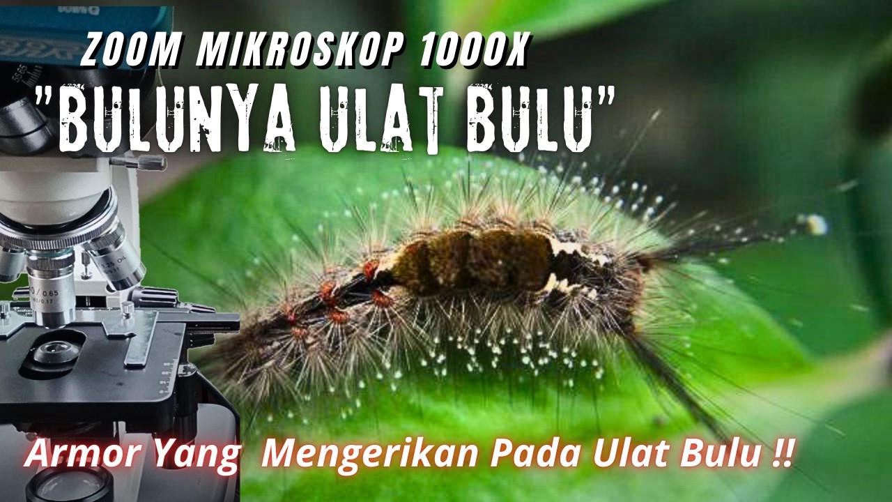 Bikin Syok‼️Melihat Ganasnya Senjata Pertahanan Ulat Bulu dengan Zoom 1000X Mikroskop