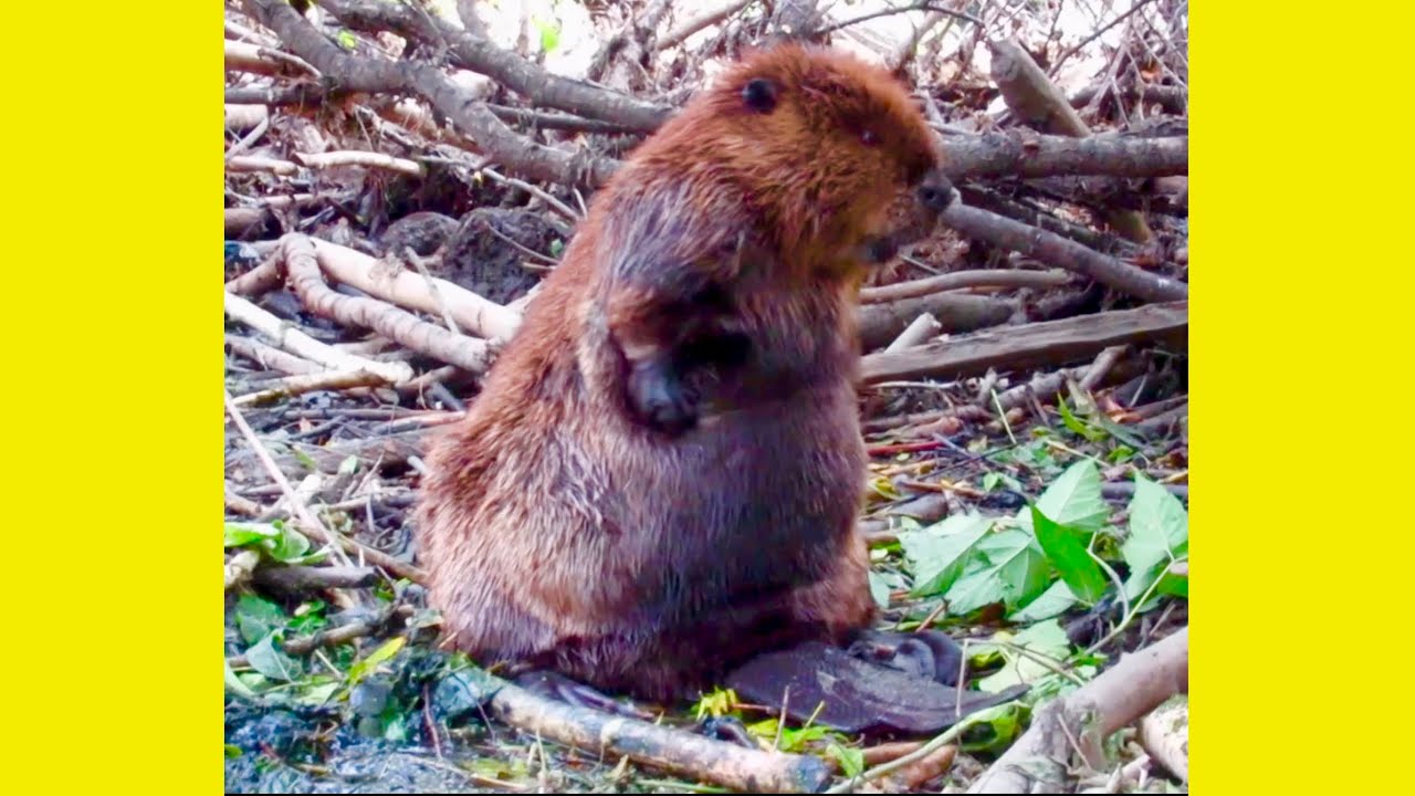 A Beaver Grooming its Fur
