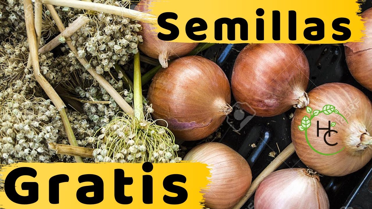 COMO OBTENER SEMILLAS DE CEBOLLA DESDE TU HUERTO