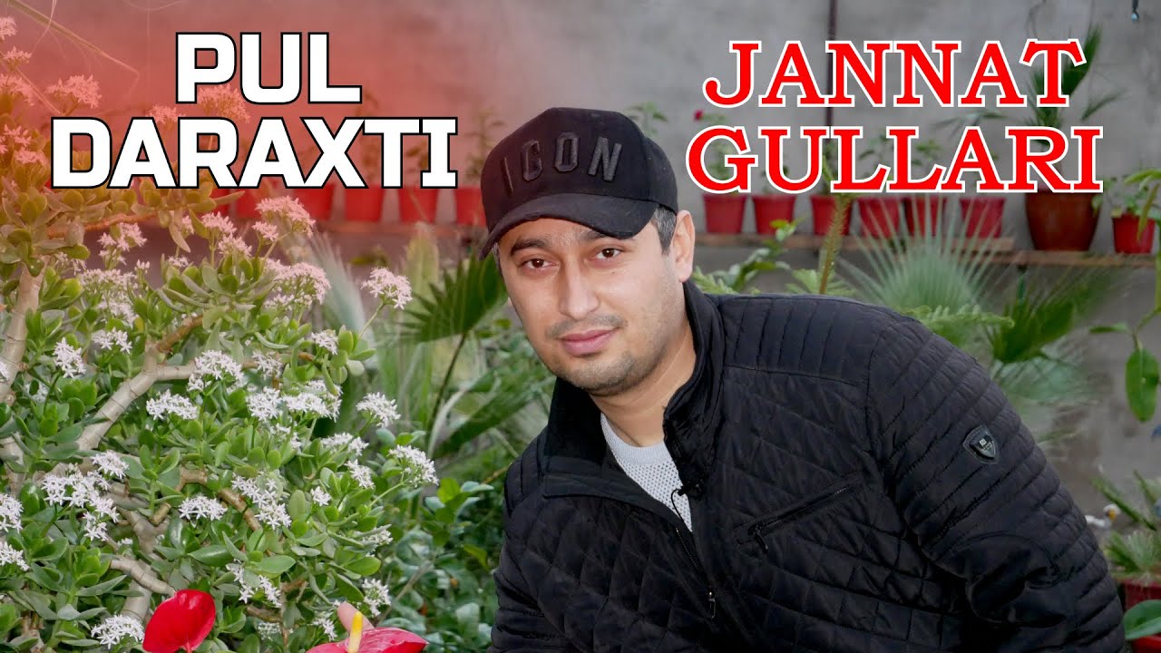 JANNAT GULLARI