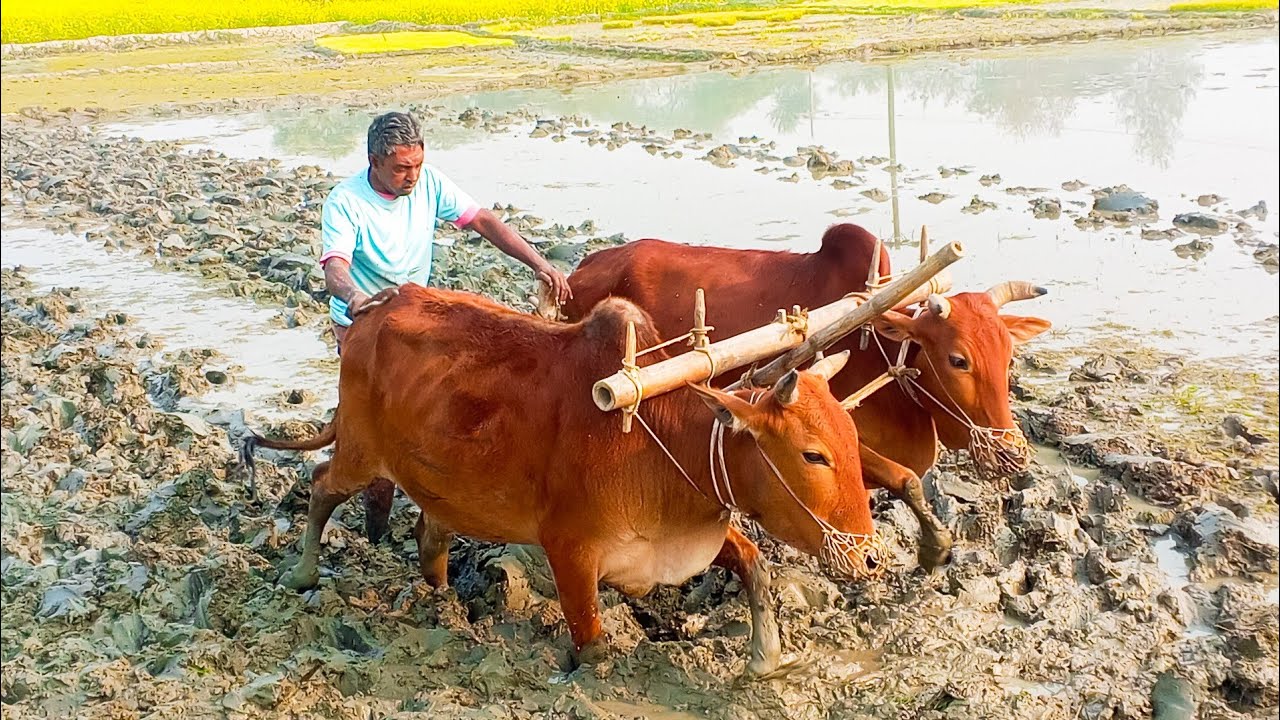 আমাদের নদীর চর A to Z 😱 Sohag Kakku | #riverside #farming #agriculture 